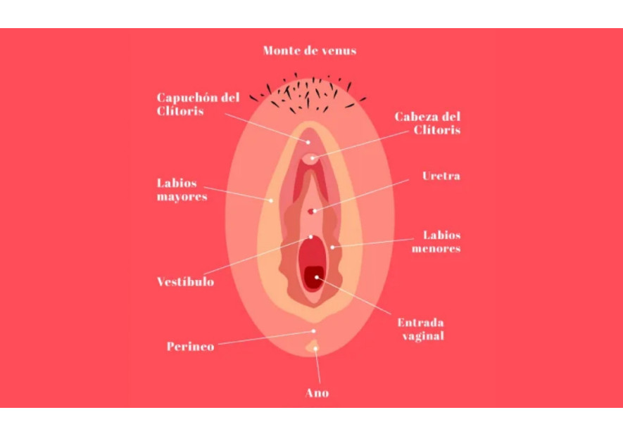 Anatomía del Placer: Conociendo la Zona